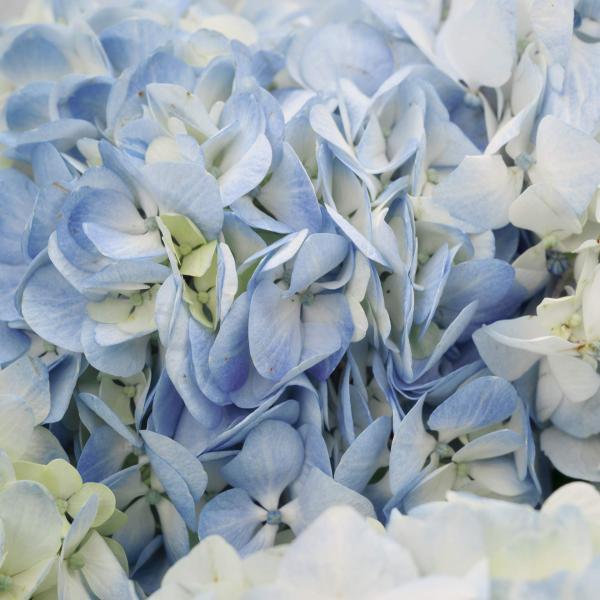 Букет Монобукет из голубых гортензий купить в Москве